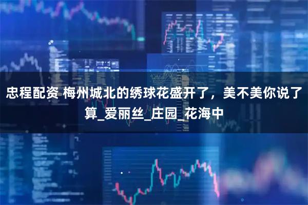 忠程配资 梅州城北的绣球花盛开了,美不美你说了算_爱丽丝_庄园_花海中